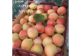 نهال زردآلو خرید نهال زردآلو در میاندوآب فروش نهال های مختلف و زود