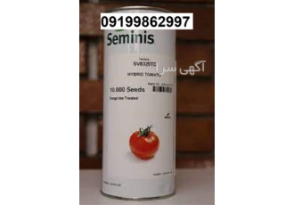 بذر گوجه فرنگی 8320 اصل - میان رس