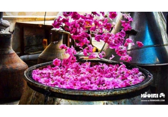 خرید عمده غنچه گل محمدی لوکس