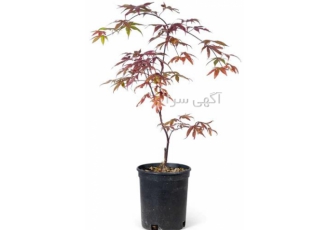 فروش انواع گل و گیاه و درختچه بیرونی قیمت مناسب