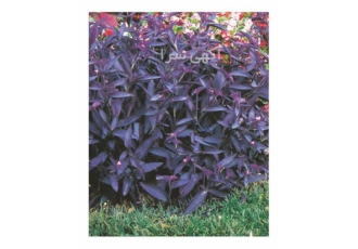 فروش گل قلب ارغوان گلدانی در ساری گل قلب ارغوانی #PurpleHeartPlant #