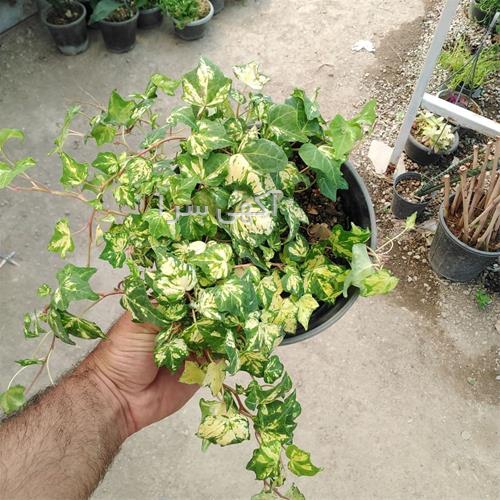 آگهی های گل و گیاه - اردبیل