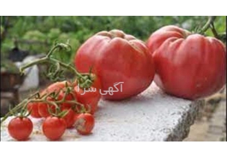 تهیه بذر گوجه فرنگی بیف ، تایفون ، کوینتی