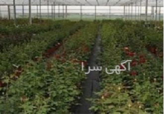 تولید گل گل رز در میاندوآب تولید گل گل رز گل رز بعنوان ملکه گلها