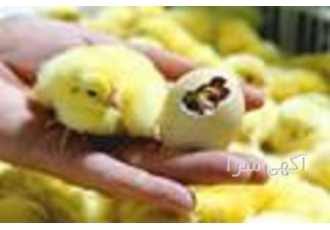 فروش انواع جوجه گوشتی بدون مرگ و میر کیفیت و بازدهی بالا برای کسب