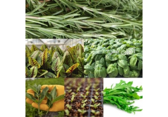 دوره آموزشی پرورش سبزیجات مدیترانه ای
