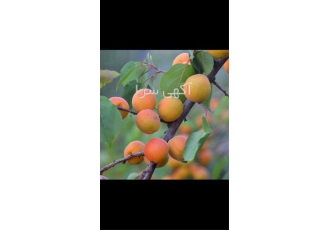 ارائه درخت زردالو واریته مازندران و قیسی در ساری ارائه درخت زردالو
