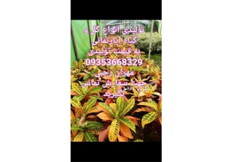 فروش و تولید گل و گیاه ، گلهای اپارتمانی و زینتی