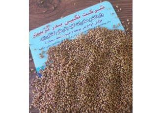 نگین بذر تربیت عرضه کننده ارقام مختلف بذر یونجه