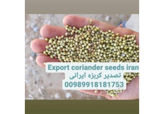 خرید گشنیز / فروش گشنیز / قیمت گشنیز