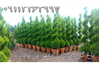 فروش کاج لاوسون همه سایز در نشتارود تولیدی گل و گیاه دادمهر مازندران