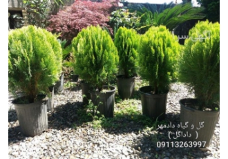 فروش درخت سرو کامیس ( همه سایز، همه نوع )