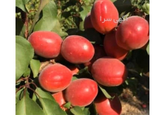 پیش فروش زرد آلو قرمز آمریکایی - نهال زردآلو قرمز