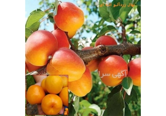 فروش نهال زردآلو درجه یک ، نهال قیسی