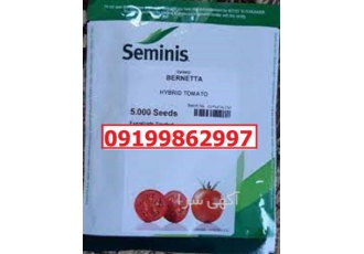 تامین بذر گوجه فرنگی برنتا پرفروش اصل