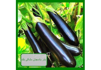 قیمت بذر بادمجان مشکی بلند در یزد بذر بادمجان مشکی بلند این واریته