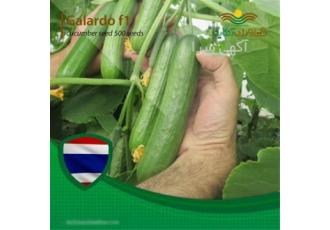 بذر خیار گلخانه ای فروش بذر خیار گلخانه ای در تبریز بذر خیار گلخانه