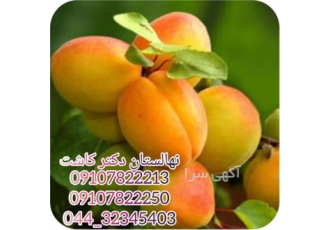 فروش عمده نهال زردآلو رویال در تبریز نهال زردآلو رویال نهال زردآلو