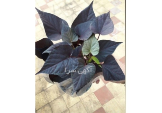خرید گل ایپومیا