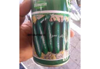 بذر خیار ویلمورین ، هیبرید ، زود رس ، کشت هوا آزاد