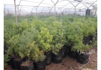 فروش درختچه گلدانی اسپارا(اسپاراگوس)