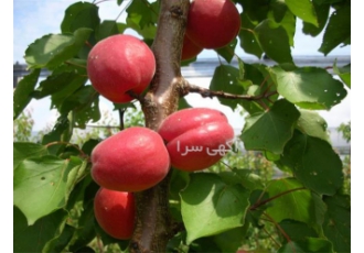 نهال زردآلو قرمز    فروش با ضمانت کیفیت