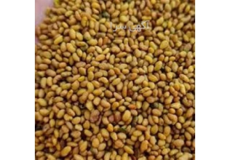 فروش بذر جو گندم کاه یونجه عمده و جزئی در شیراز نگین بذر در زمینه