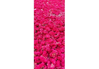 خرید و فروش گلنار فارسی در شیراز مرکز خرید و فروش گلنار فارسی محصول