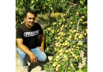 نهال زردالو سلطنتی در شبستر این زردالو در تیرماه میرسد میوه رنگی تقریبا
