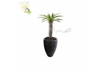 فروش نخل ماداگاسکار لوکس در تهران نخل ماداگاسکار گیاهی دوست داشتنی