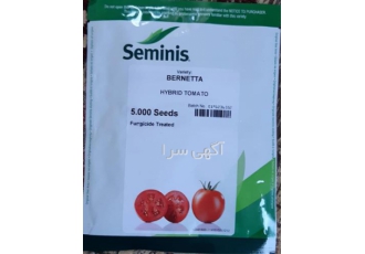 بذر گوجه فرنگی برنتا در کرمان بذر گوجه فرنگی برنتا با بهترین قیمت فروش