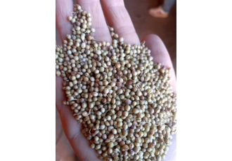 خرید و فروش و قیمت تخم گشنیز