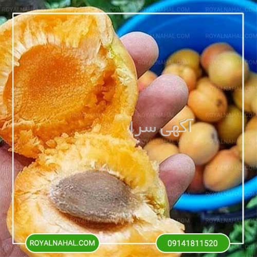 لباس نارنجی