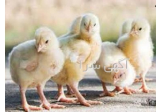 فروش جوجه گوشتی در انواع نژاد فروش جوجه گوشتی نژاد راس فروش جوجه گوشتی