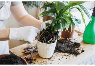 فروش خاک بسته بندی بنفشه آفریقایی در تهران فروش خاک بسته بندی بنفشه