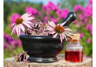 آموزش پرورش گیاهان دارویی.  گیاه دارویی