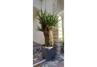 فروش چوب یوکا درخت یوکا پرورش یوکا در تنکابن فروش چوب یوکا درخت یوکا