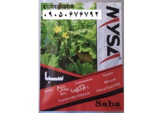 فروش بذر خیار گلخانه ای - بذر سبا - بذر هیبرید سبا