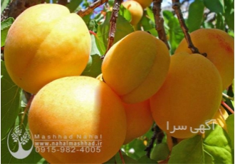 فروش نهال زردآلو پیش رس