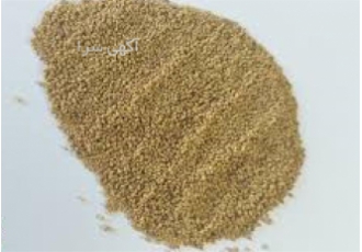 فروش بذر یونجه درجه یک به صورت عمده و خرده در قم مجموعه نگین بذر