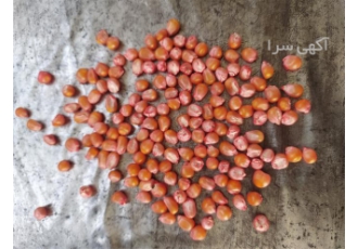 فروش انواع بذر ذرت علوفه ای و دانه ای ایرانی خارجی