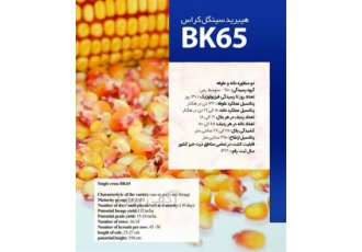 فروش بذر ذرت علوفه ای BK65