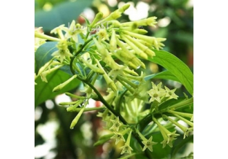 درختچه محبوبه شب عطری گلدانی