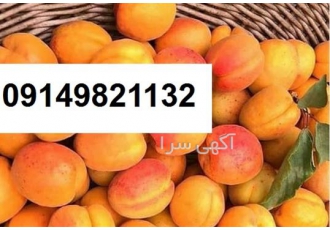 فروش عمده نهال زردآلو