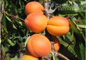 فروش نهال زردآلو پرتقالی در مشهد فروش نهال میوه زردآلو پرتقالی زردالو