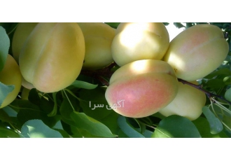عرضه درخت زرد آلو شاهرودی