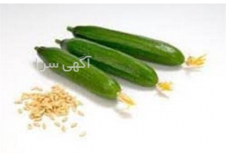 فروش بذر خیار گلخانه ای شاهین
