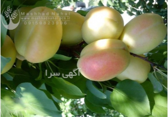 فروش نهال زردآلو لاسگردی در مشهد فروش نهال میوه زردآلو لاسگردی زردالو