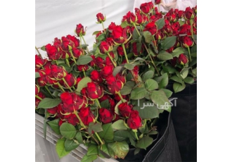دوره آموزش گل های شاخه بریده رز در تهران گل رز به عنوان یکی از گل