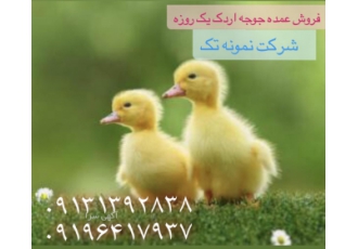 فروش جوجه اردک و فروش مرغ محلی